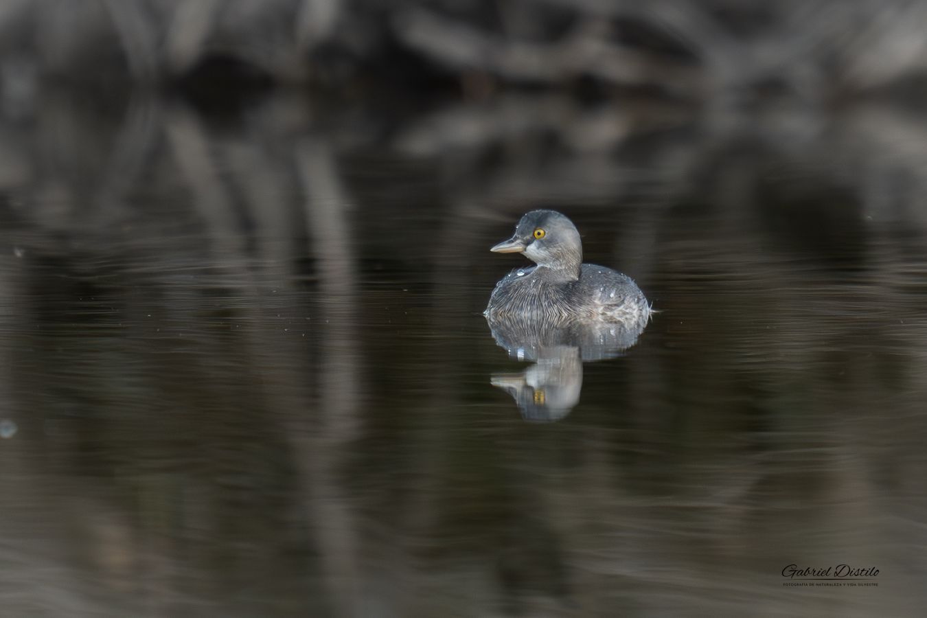 Macá Gris (Tachybaptus dominicus).