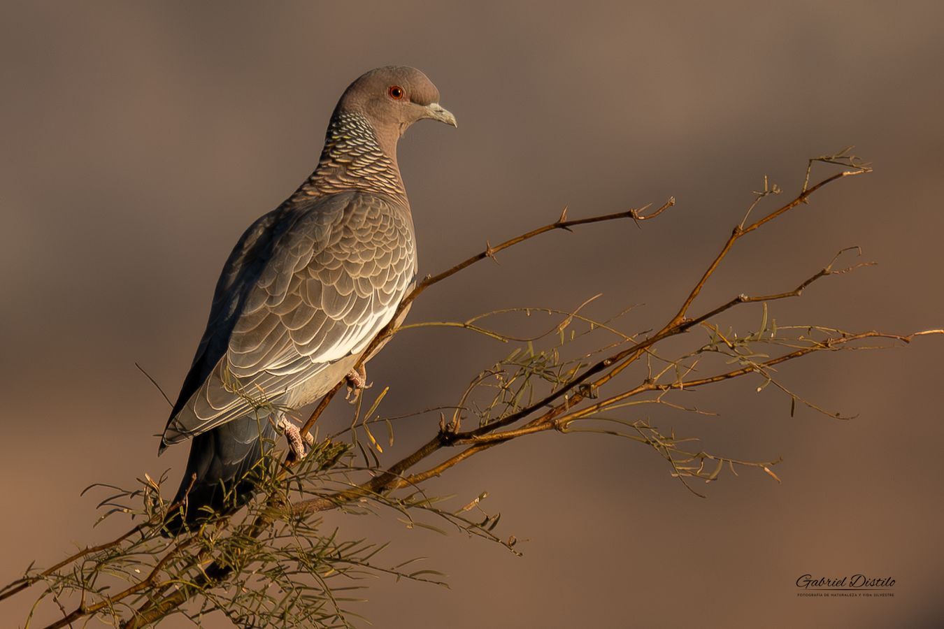 Paloma Picazuró (Patagioenas picazuro).