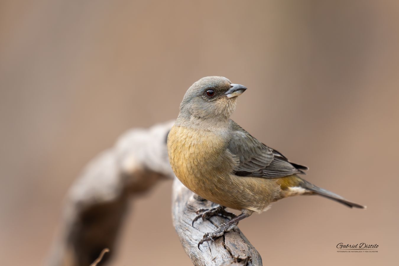 Naranjero hembra (Rauenia bonariensis).