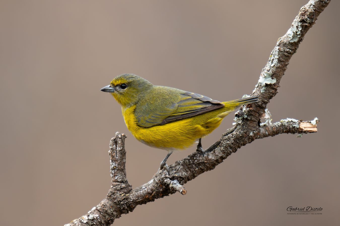 Tangará Garganta Negra hembra (Euphonia chlorotica).