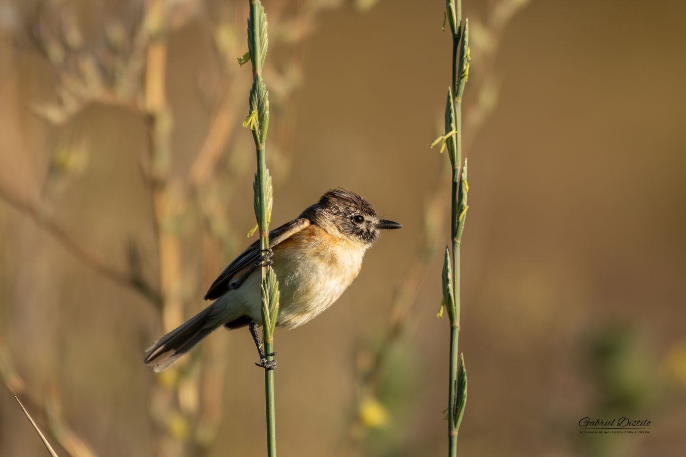 Tachurí Canela (Polystictus pectoralis).