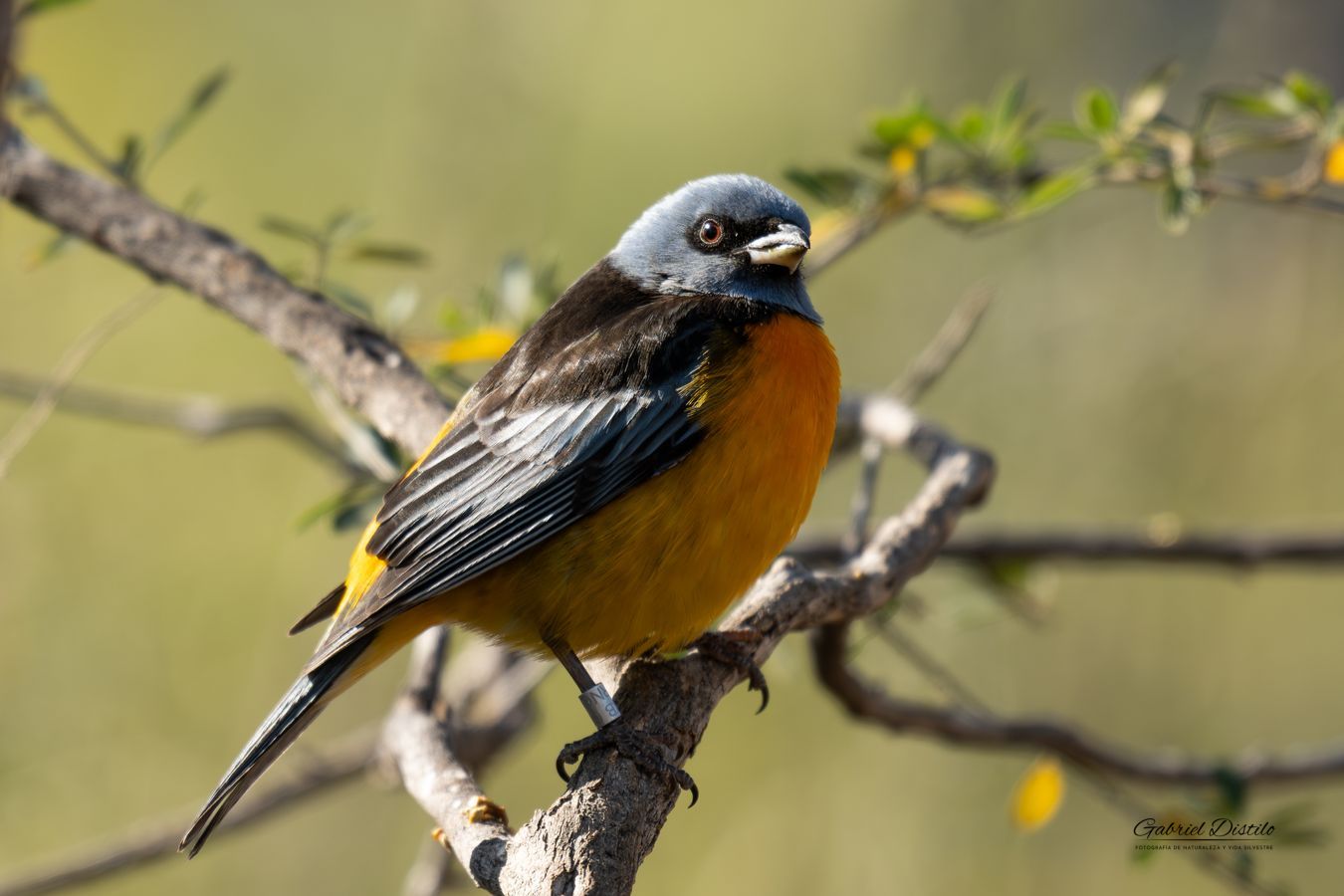 Naranjero macho (Rauenia bonariensis).