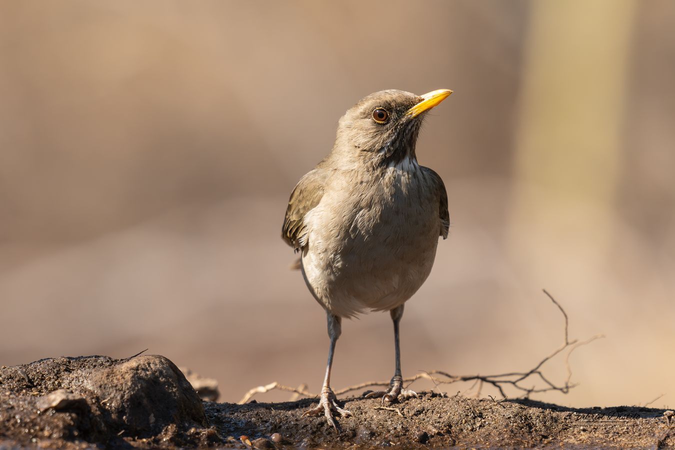 Zorzal Chalchalero (Turdus amaurochalinus).