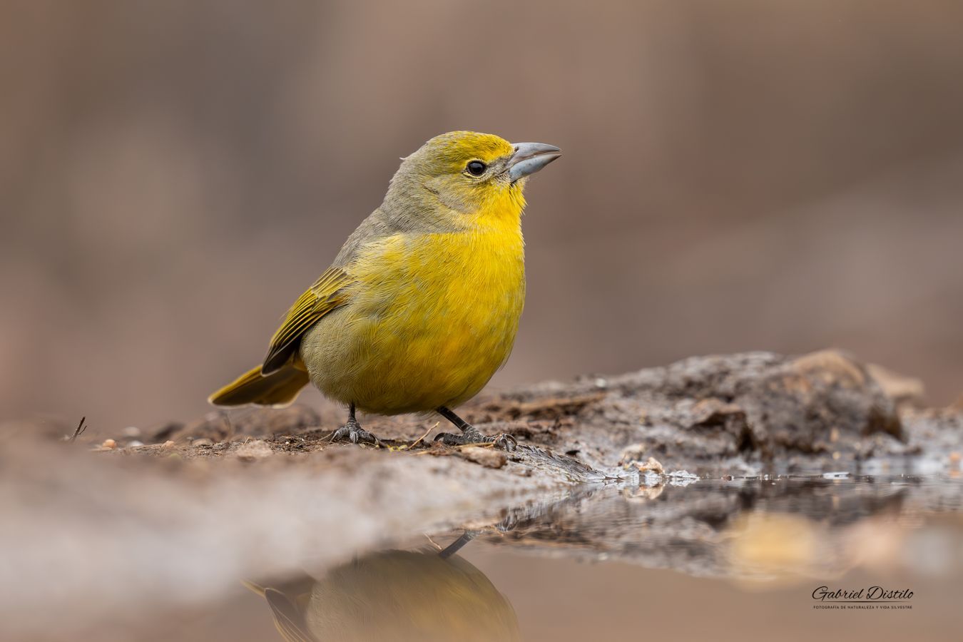 Fueguero hembra (Piranga flava).