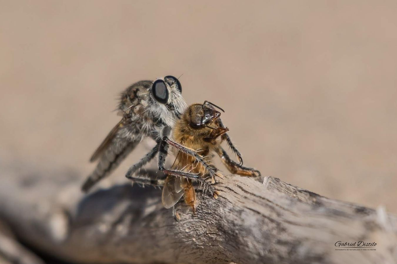 Mosca asesina (Asilidae) con su víctima.