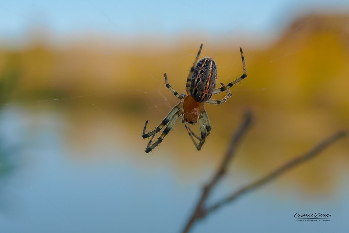 Araña Tejedora Naranja (Alpaida veniliae).