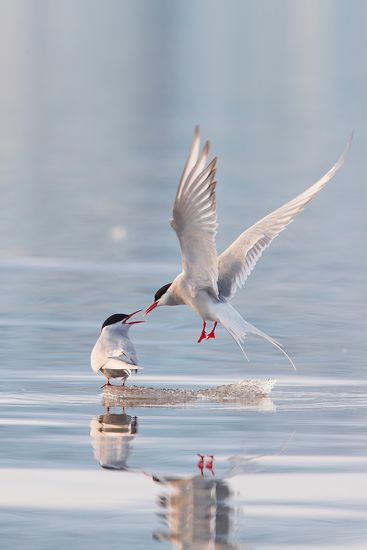 Svalbard Charran Artico-Arctic Tern-(Sterna paradisaea)