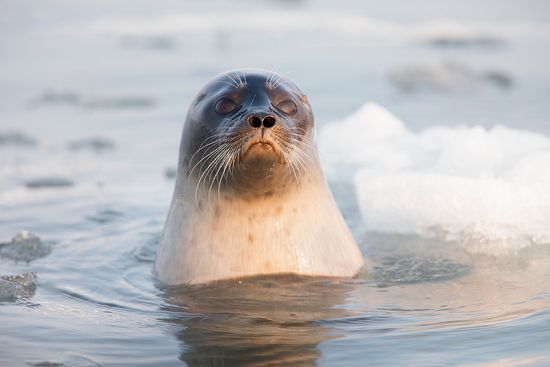 Svalbard Foca anillada-Ringed seal-(Pusa hispida)