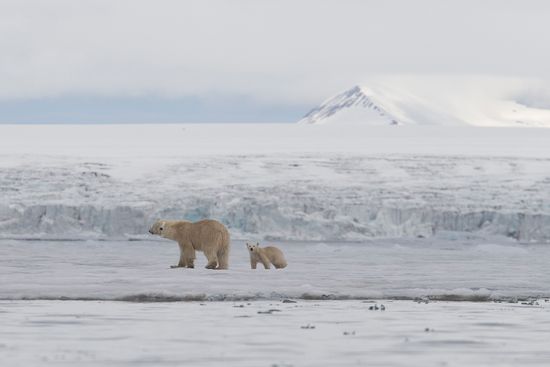 Glaciar en Svalbard Oso Polar-Polar Bear-(Ursus Maritimus)