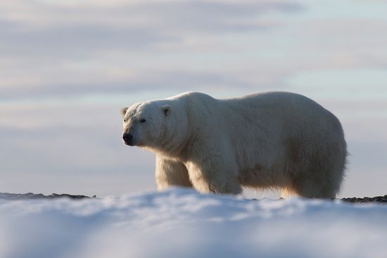 Glaciar en Svalbard Oso Polar-Polar Bear-(Ursus Maritimus)