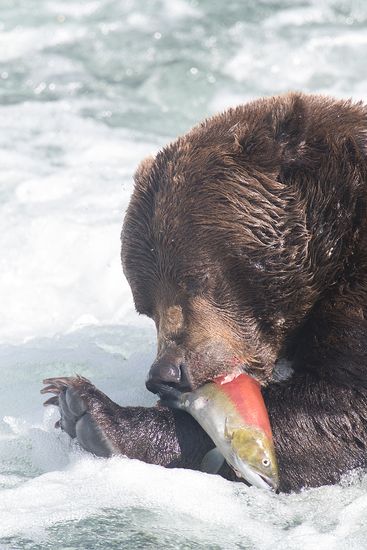 Alaska-Oso Pardo-(Ursus Arctos)