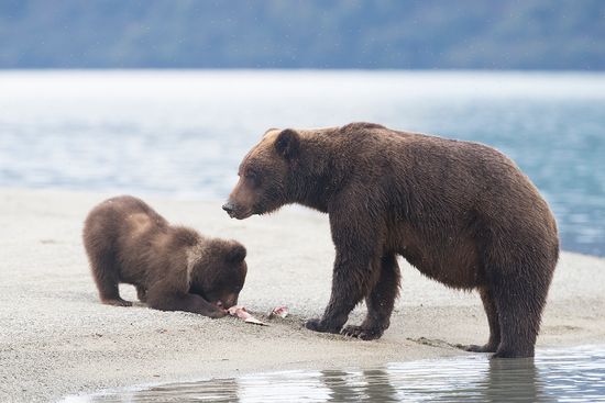 Alaska-Oso Pardo-(Ursus Arctos)