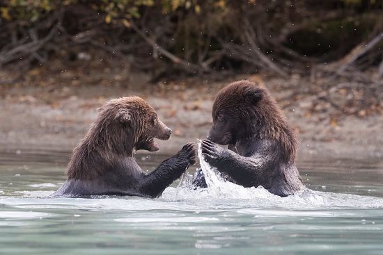 Alaska-Oso Pardo-(Ursus Arctos)