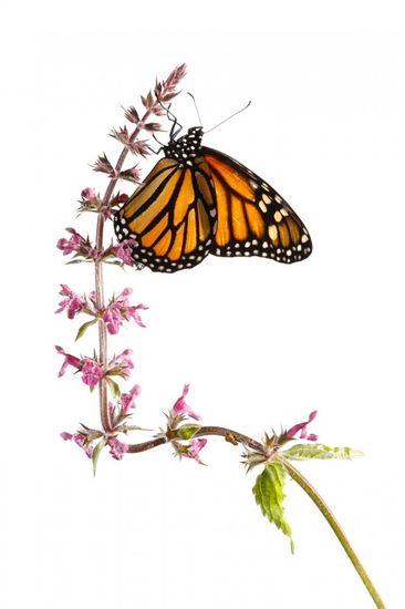 Mariposa Monarca-Monarch Butterfly -(Danaus Plexippus)