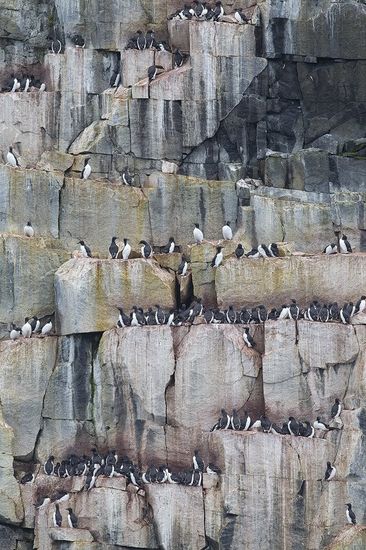 Svalbard colonia de aves
