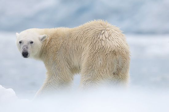 Glaciar en Svalbard Oso Polar-Polar Bear-(Ursus Maritimus)