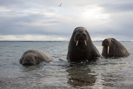 Svalbard Morsa-Walrus-(Odoberus rosmarus)