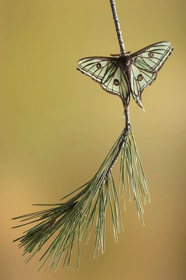 Graellsia Isabelae-Spanish Moon Moth-(Actias isabellae)