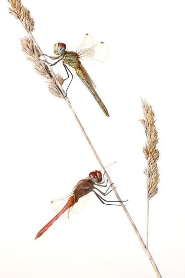 Libelura Roja-Dragonfly -(Sympetrum striolatum) Libelulas al amanecer Delta del Ebro