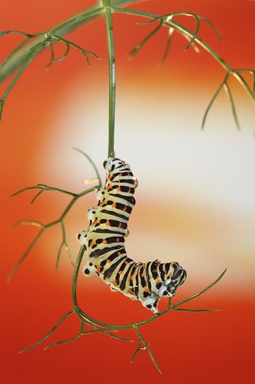 Oruga de Papilio Machaon-Old World Swallowtail -(Papilio Machaon)