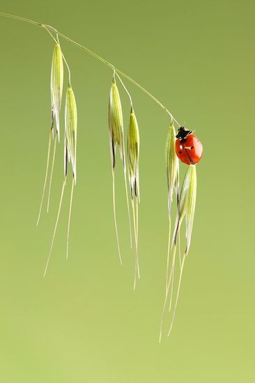 Mariquita-Ladybird -(Coccinellidae)