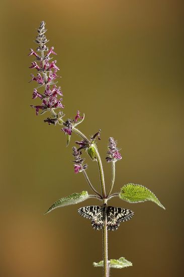 Mariposa arlequín- Spanish Festoon-(Zerynthia  polyxena)