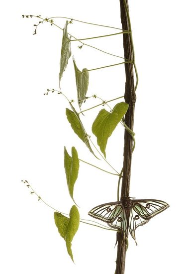 Graellsia Isabelae-Spanish Moon Moth-(Actias isabellae)