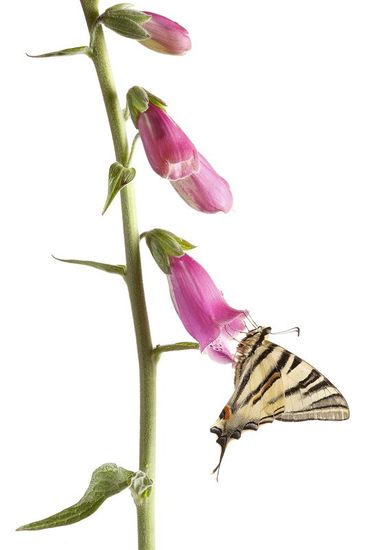 Mariposa Chupa leches-Scarce Swallowtail-(Iphiclides podalirius)