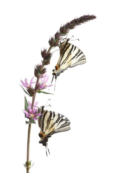 Mariposa Chupa leches-Scarce Swallowtail-(Iphiclides podalirius)