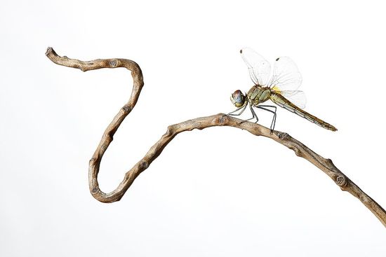 Libelura Roja-Dragonfly -(Sympetrum striolatum)