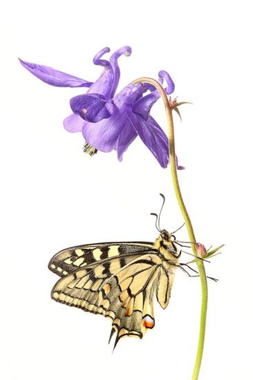 Mariposa de Papilio Machaon-Old World Swallowtail -(Papilio Machaon)