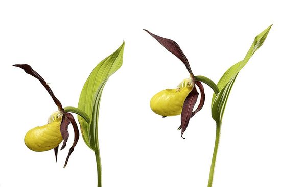 Zapatito de Dama Orquidea-Lady´s-slipper orchid -(Cipripedium calceolus)
