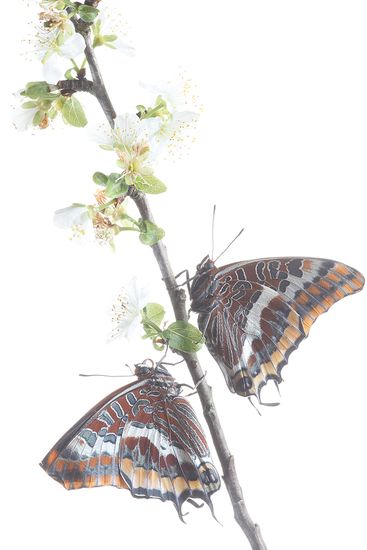Charaxes Jasius