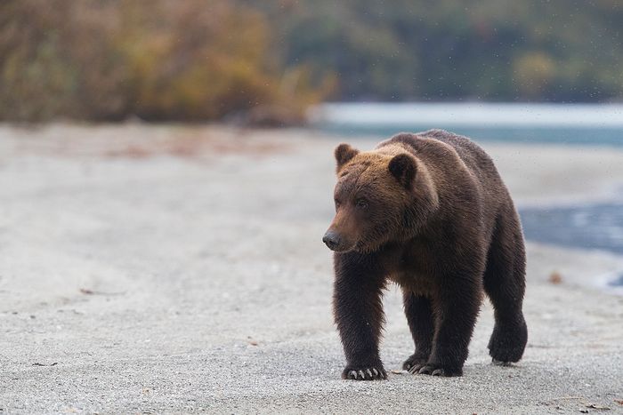 Alaska-Oso Pardo-(Ursus Arctos)