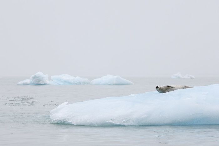 Svalbard Foca anillada-Ringed seal-(Pusa hispida)