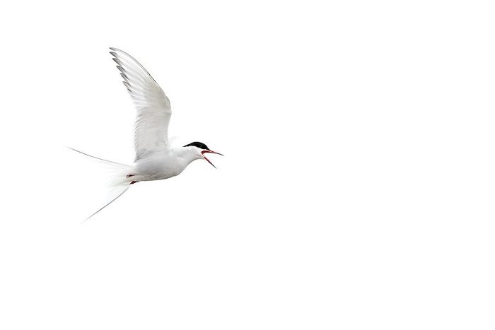 Svalbard Charran Artico-Arctic Tern-(Sterna paradisaea)