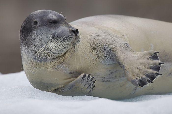 Svalbard Foca barbuda-Bearded seal-(Erignathus barbatus)