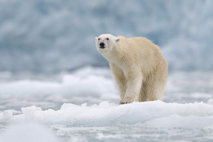 Glaciar en Svalbard Oso Polar-Polar Bear-(Ursus Maritimus)