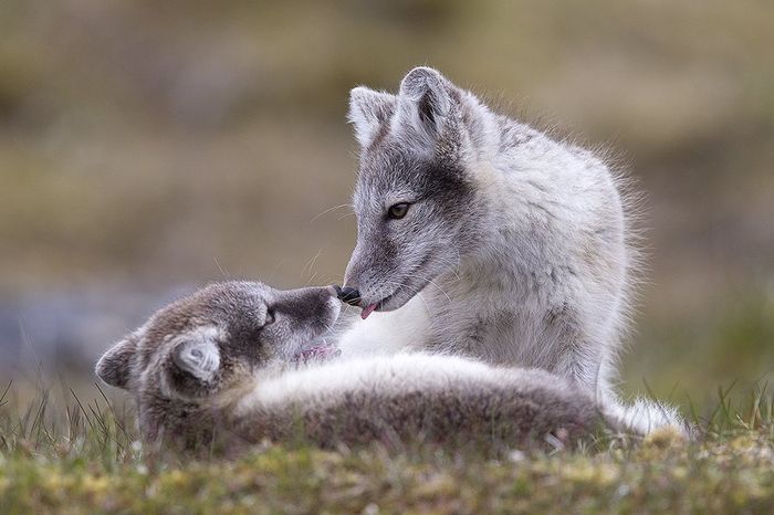 Svalbard Zorro Artico-Arctic fox-(Alopex lagopus)