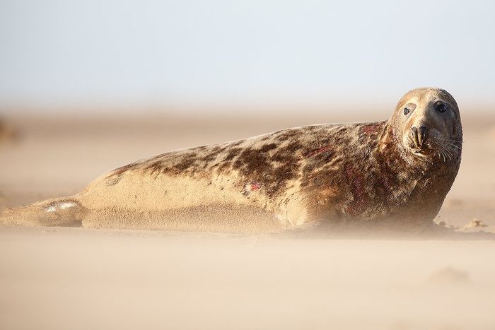 Foca Gris-Grey seal-(Halichoerus grypus)