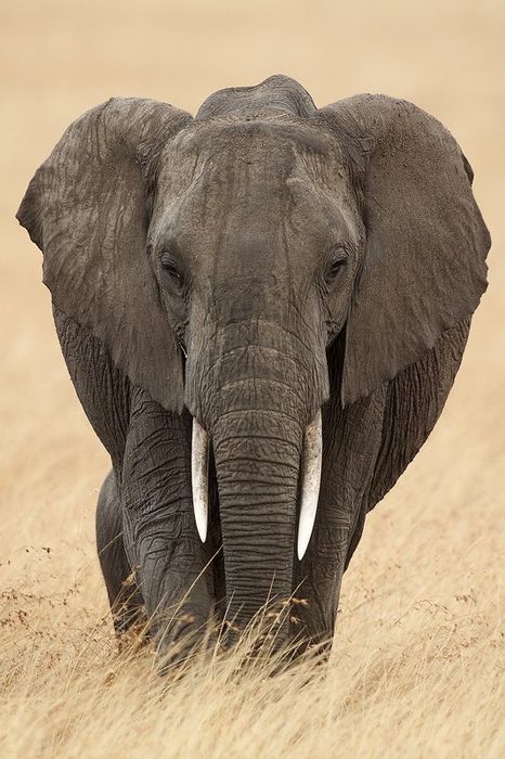 Elefantes Africanos-African Elephant-(Loxodonta africana)