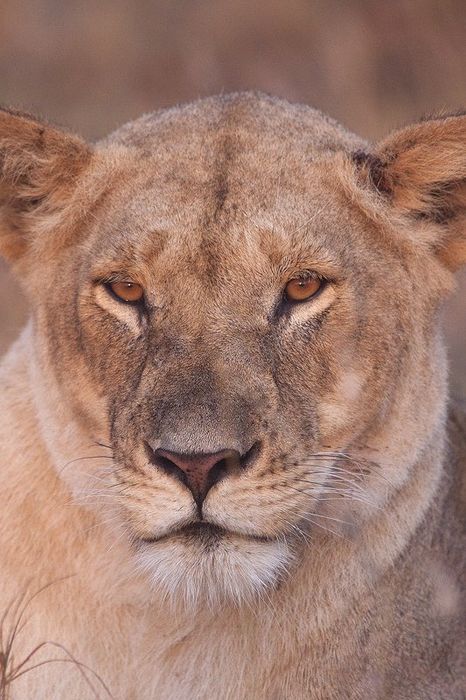 Leon-Lion-(Panthera leo) MasaiMara 