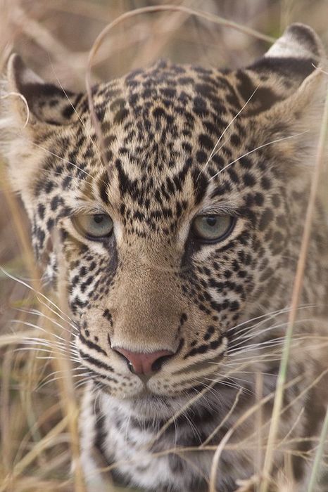 Leopardo-Leopard-(Panthera pardus) MasaiMara