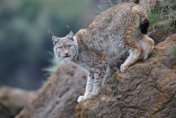 Lince Boreal (Lynx lynx)