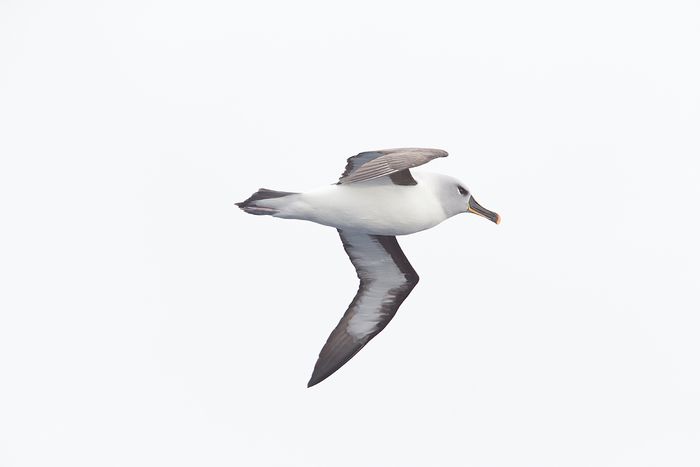 Albatros de ceja negra- Black-Browed Albatross- (Thalassarche melanophrys)