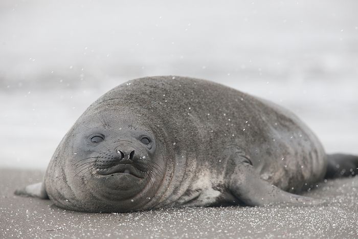 Elefante marino del sur- Souther elephant seal- (Mirounga leonina)