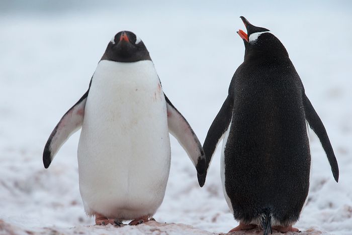 Pinguino Juanito - Gentoo penguin - (Pygoscelis papua)