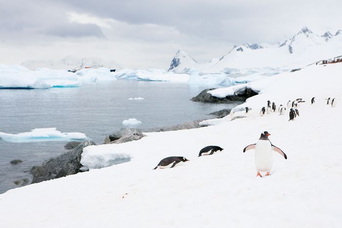 Pinguino Juanito - Gentoo penguin - (Pygoscelis papua)