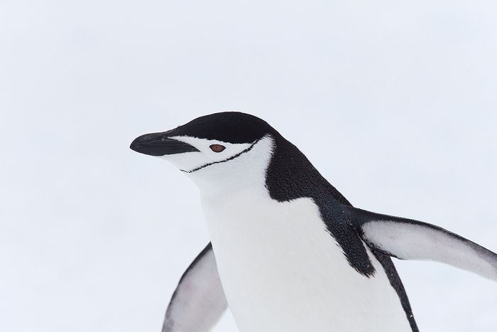 Pinguino Barbijo - Chinstrap penguins - (Pygoscelis antarctica)