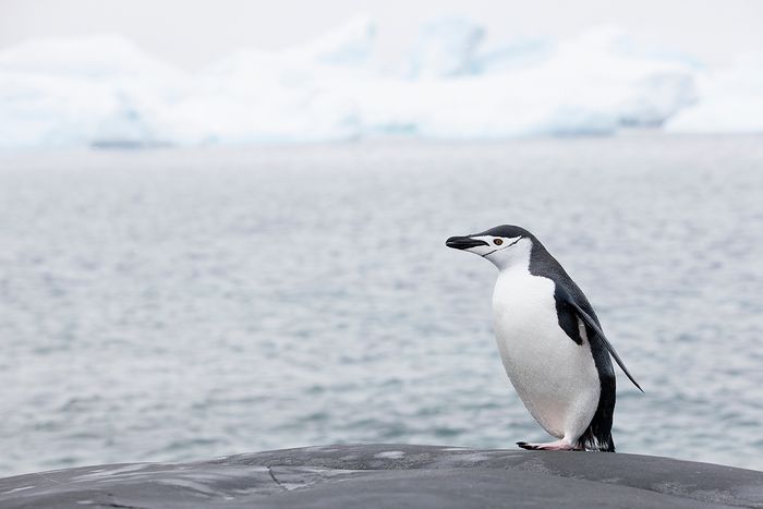 Pinguino Barbijo - Chinstrap penguins - (Pygoscelis antarctica)